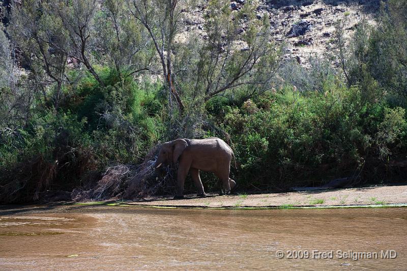 20090604_110434 D3 X1.jpg - Elephants along the Khumib River